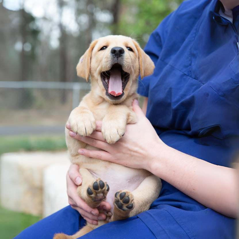 A yellow Labrador puppy being held.