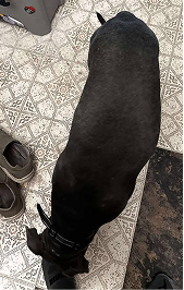 dinovite before after small dog