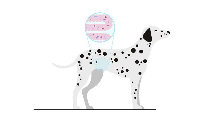 Dog Illustration
