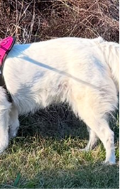 dinovite before after small dog