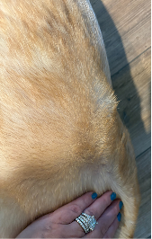 dinovite before after small dog
