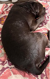 dinovite before after small dog
