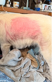 dinovite before after small dog