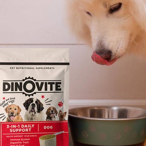 dog licking food bowl