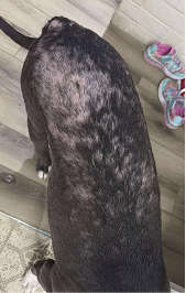 dinovite before after small dog